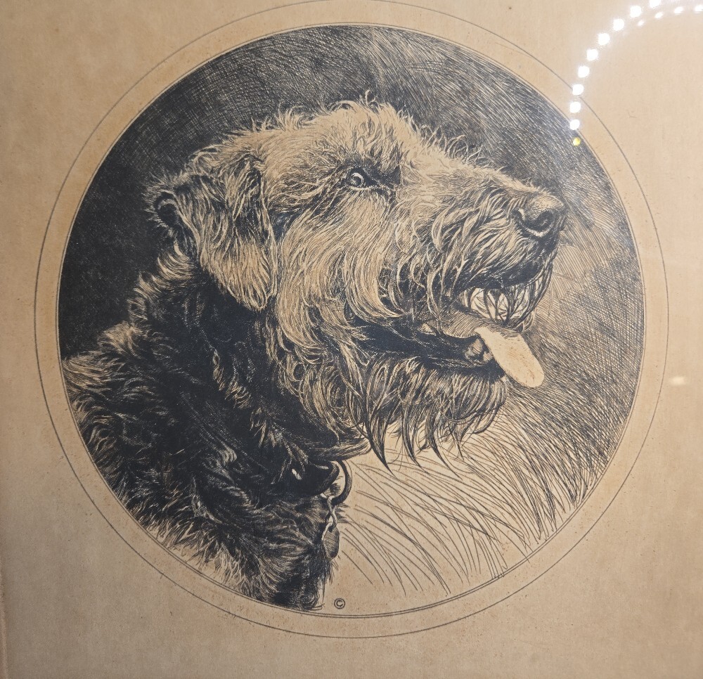 Charles J Sindelar (Sindelaer) Framed Airdale Dog Portrait Pencil Signed Print - Picture 2 of 7